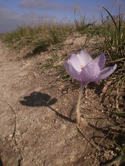 Crocus pallasii