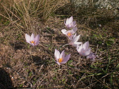 Crocus pallasii