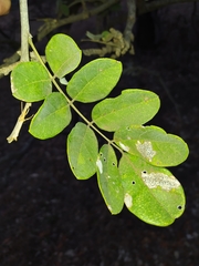 Lonchocarpus eriocalyx