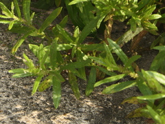 Dittrichia viscosa viscosa