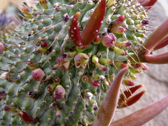 Hoodia