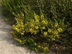 Dittrichia viscosa viscosa