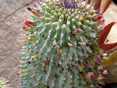 Hoodia