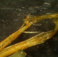 Dittrichia viscosa viscosa