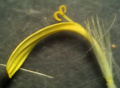 Dittrichia viscosa viscosa