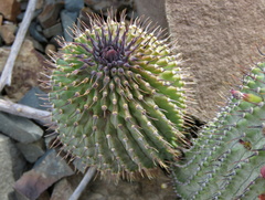 Hoodia