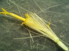 Dittrichia viscosa viscosa