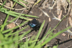 Phanaeus adonis
