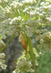 Angelica scabrida