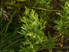 Dittrichia viscosa viscosa