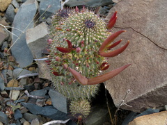 Hoodia
