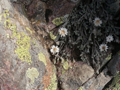Castroviejoa frigida