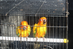 Aratinga solstitialis