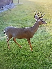 Odocoileus virginianus