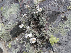 Castroviejoa frigida
