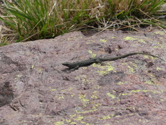 Archaeolacerta bedriagae