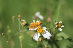 Chrysoecia dela
