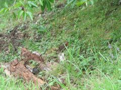 Bambusicola thoracicus