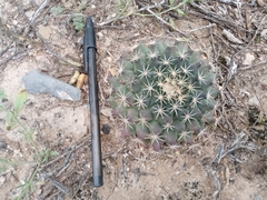 Mammillaria