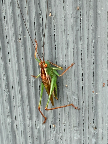 Lesser Pine Katydid photo 6
