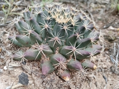 Mammillaria