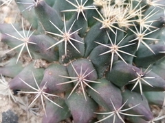 Mammillaria