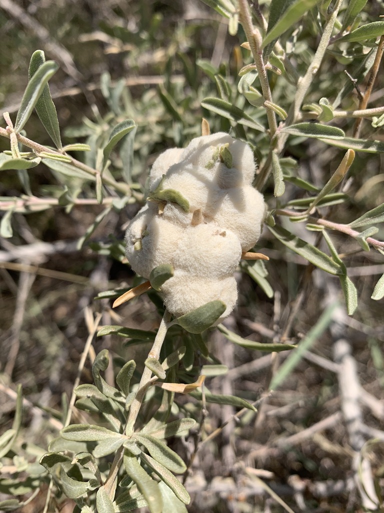 Fourwing Saltbush Woolly Gall Midge