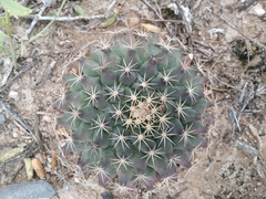 Mammillaria