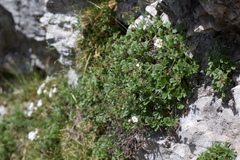 Potentilla clusiana