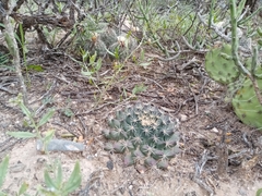 Mammillaria
