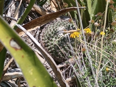 Mammillaria