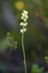 Tofieldia calyculata
