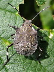 Halyomorpha halys