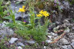 Jacobaea abrotanifolia