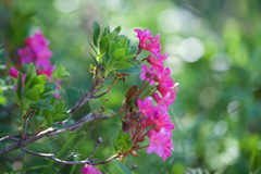 Rhododendron hirsutum