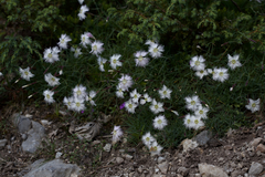 Dianthus sternbergii