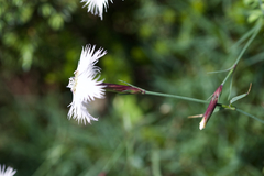 Dianthus sternbergii