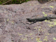 Archaeolacerta bedriagae