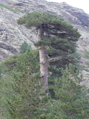 Pinus nigra laricio