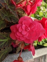 Begonia × tuberhybrida