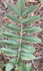 Glycyrrhiza