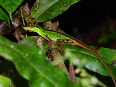 Anolis ventrimaculatus
