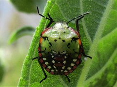 Nezara viridula
