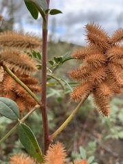 Glycyrrhiza