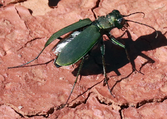 Cicindela obsoleta
