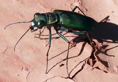 Cicindela obsoleta