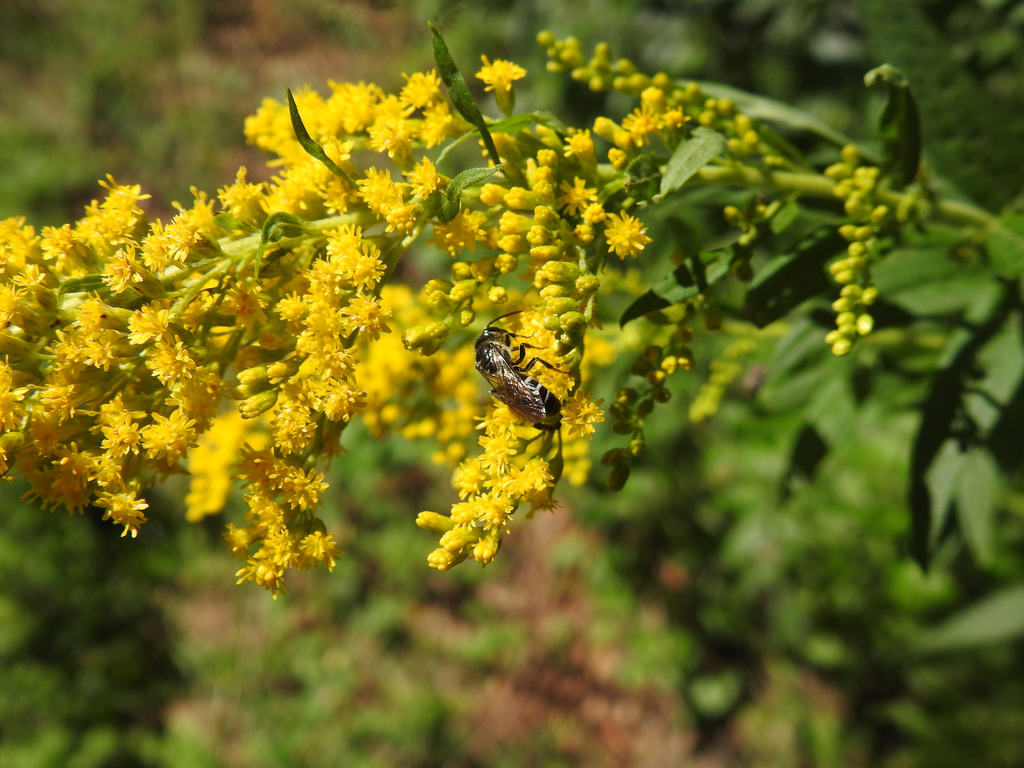 Leathery Sweat Bee