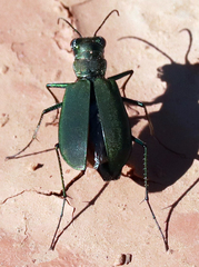 Cicindela obsoleta