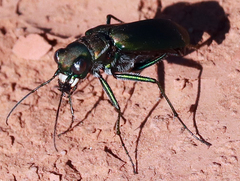 Cicindela obsoleta