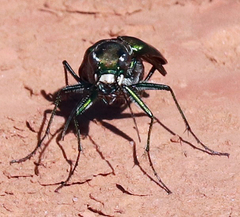 Cicindela obsoleta